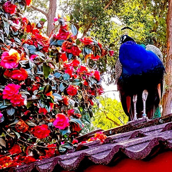 Meet your Posher, Sanjana - Picture 1 of 1